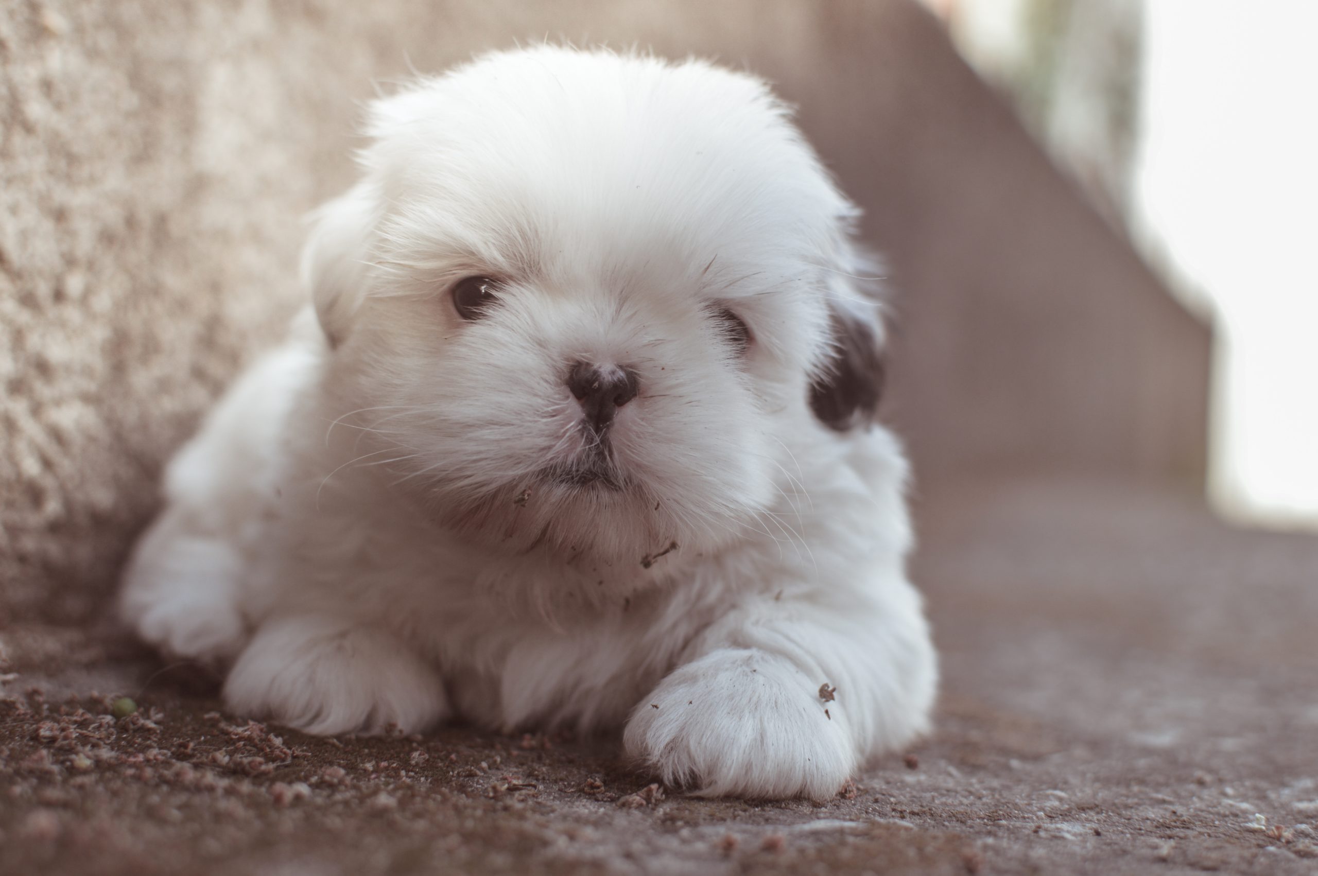 adorable-animal-canine-130763