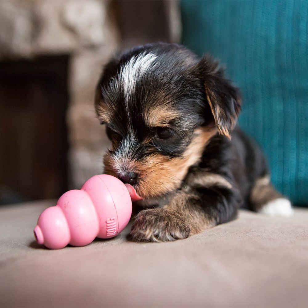 KONG PUPPY 3